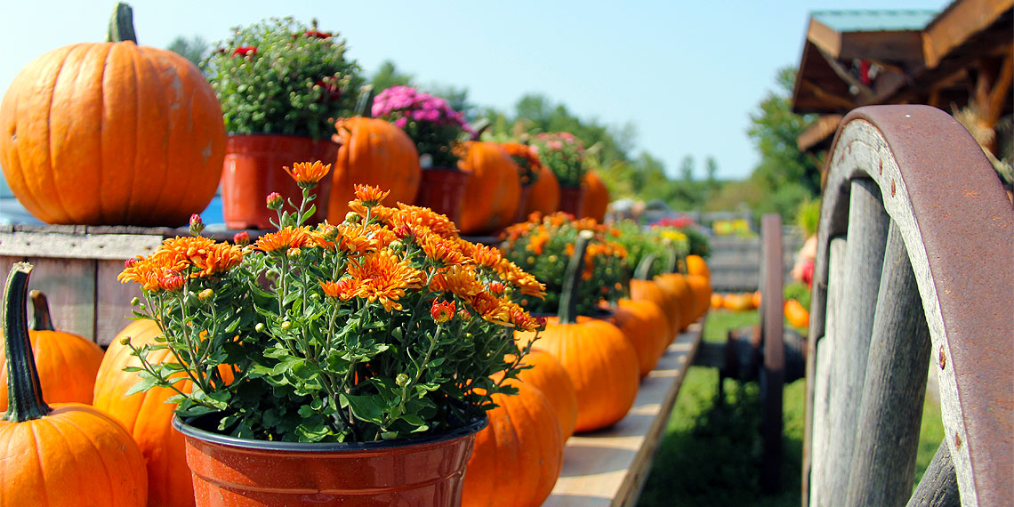 Banker Orchard pumpkins